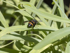 Ancistrocerus haematodes