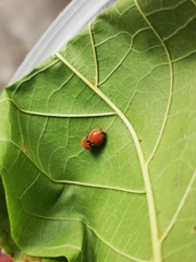 Chilocorus circumdatus