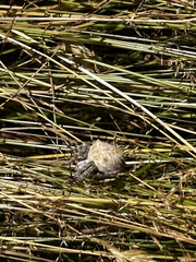 Backobourkia brouni