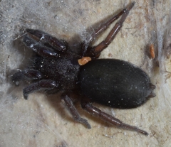 Scotophaeus scutulatus