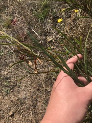 Bossiaea grayi
