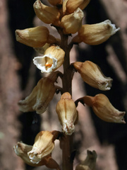 Gastrodia procera