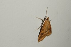 Udea ferrugalis