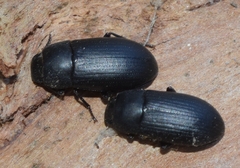 Opatroides punctulatus