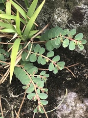 Euphorbia dallachyana