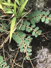 Euphorbia dallachyana
