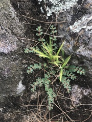 Euphorbia dallachyana