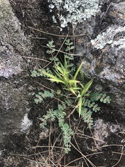 Euphorbia dallachyana
