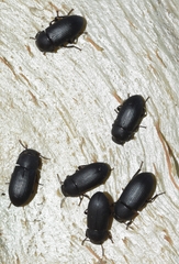 Opatroides punctulatus