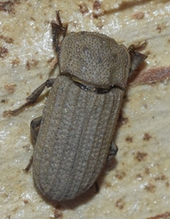 Sclerum armatum