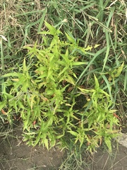 Persicaria hydropiper