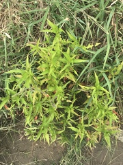 Persicaria hydropiper