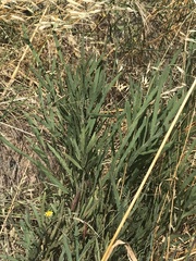 Bossiaea grayi
