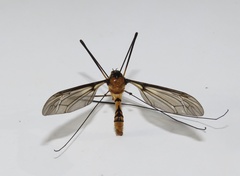 Leptotarsus clavatus