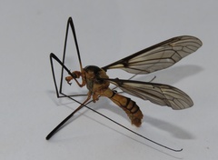 Leptotarsus clavatus