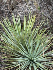 Yucca reverchonii