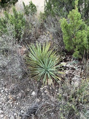 Yucca reverchonii