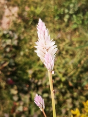 Celosia argentea