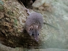 Antechinus stuartii