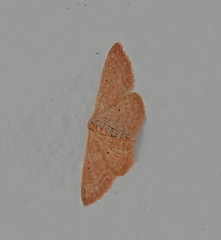 Idaea distinctaria