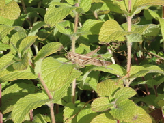 Patanga japonica