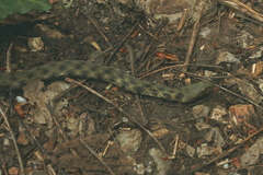 Natrix tessellata