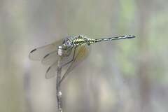 Trithemis stictica