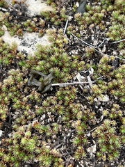 Selaginella wrightii