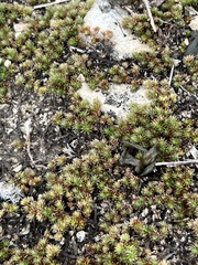 Selaginella wrightii