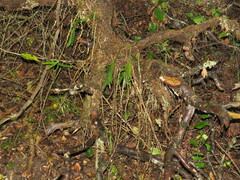 Tridactyle bicaudata bicaudata