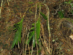 Tridactyle bicaudata bicaudata