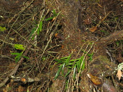 Tridactyle bicaudata bicaudata
