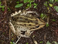 Leptodactylus luctator
