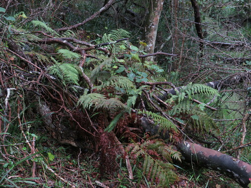 Image of Forest Shield Fern by (c) Jeremy Gilmore, some rights reserved (CC BY)