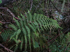 Polystichum pungens