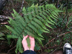 Polystichum pungens