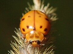 Harmonia octomaculata