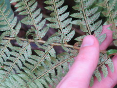 Polystichum pungens