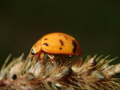 Harmonia octomaculata