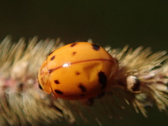 Harmonia octomaculata