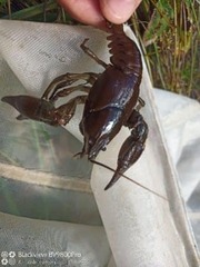 Austropotamobius pallipes