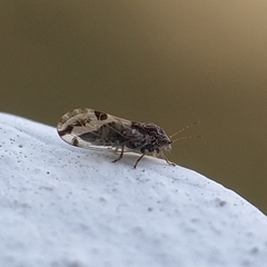 Cacopsylla pulchella