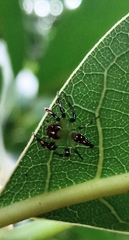 Acragas trimaculatus