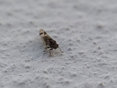 Cacopsylla pulchella