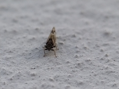 Cacopsylla pulchella