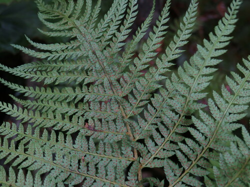 Image of Forest Shield Fern by (c) Jeremy Gilmore, some rights reserved (CC BY)
