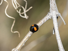 Chilocorus canariensis