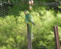 Purpureicephalus spurius