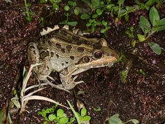 Leptodactylus luctator