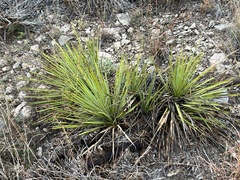 Yucca reverchonii